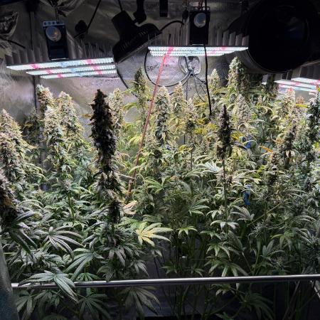 Jack Herer - Sensi Seeds