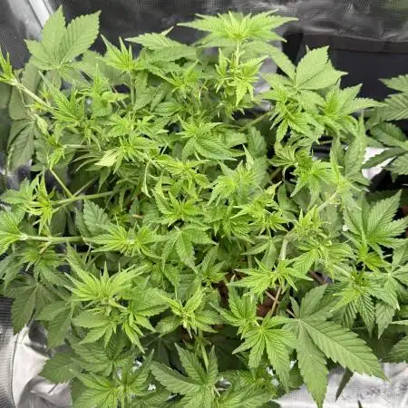 Super Skunk - Sensi Seeds - Hydro