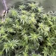 Super Skunk - Sensi Seeds - Hydro