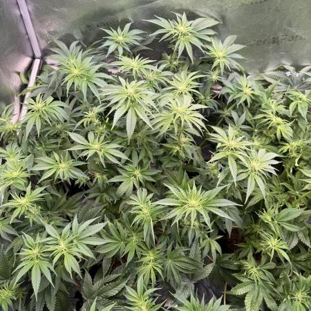 Super Skunk - Sensi Seeds - Hydro