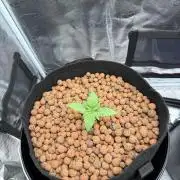 Orange Bud 2.0 - Dutch Passion