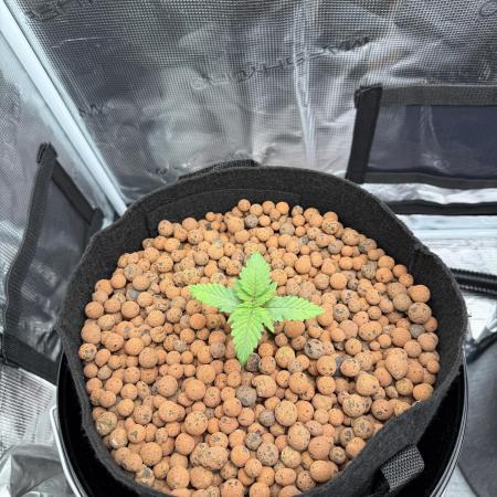 Orange Bud 2.0 - Dutch Passion