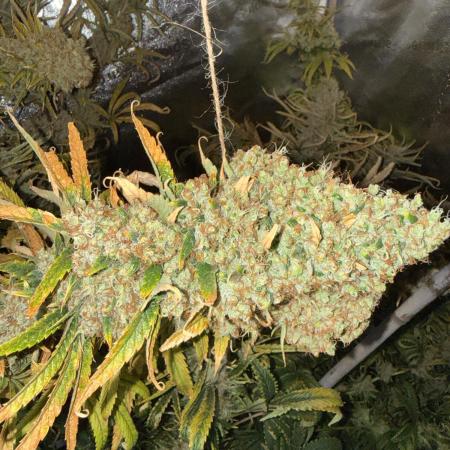 Gorilla GG4 - Ganja Farmer