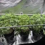 Super Skunk - Sensi Seeds - Hydro