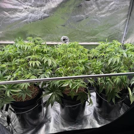 Super Skunk - Sensi Seeds - Hydro