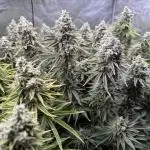 Super Skunk  - Sensi Seeds