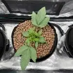 Melonade Runtz - Dutch Passion