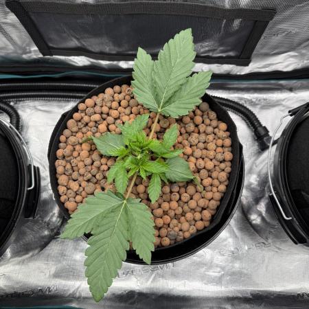 Melonade Runtz - Dutch Passion