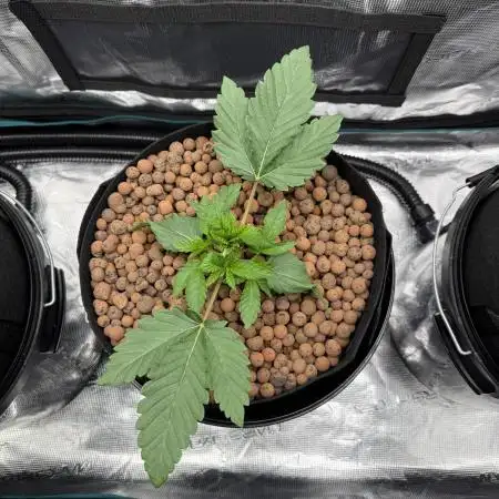 Melonade Runtz - Dutch Passion