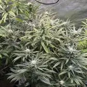 Gorilla GG4 - Ganja Farmer
