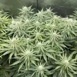 Super Skunk  - Sensi Seeds