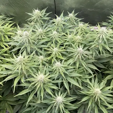 Super Skunk  - Sensi Seeds