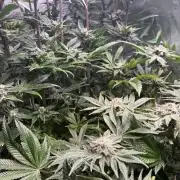 Melonade Runtz - Dutch Passion