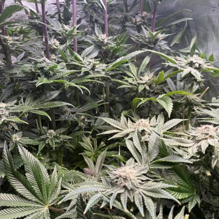 Melonade Runtz - Dutch Passion