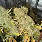 Gorilla GG4 - Ganja Farmer