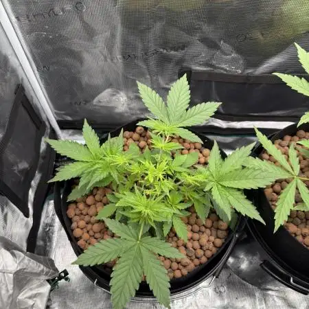 Purple Cookie Kush - Sensi Seeds