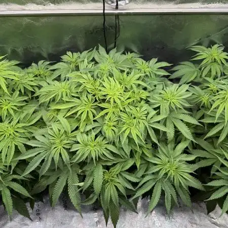 Super Skunk  - Sensi Seeds