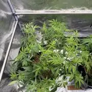Gorilla GG4 - Ganja Farmer