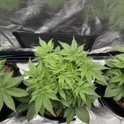 Super Skunk - Sensi Seeds - Hydro