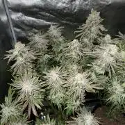 Super Skunk - Sensi Seeds