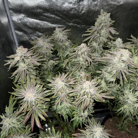 Super Skunk - Sensi Seeds