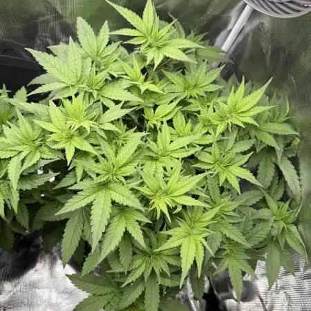Purple Cookie Kush - Sensi Seeds