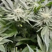 Melonade Runtz - Dutch Passion