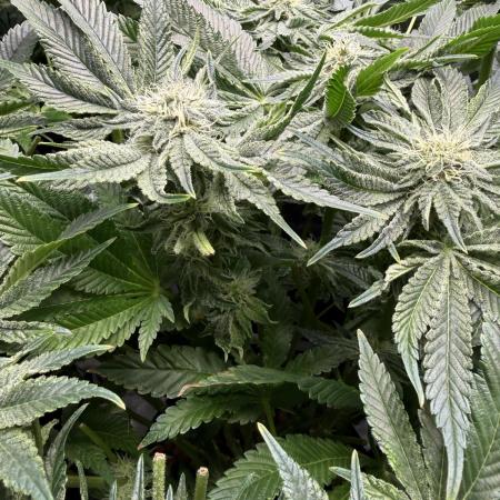 Melonade Runtz - Dutch Passion