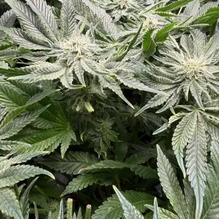 Melonade Runtz - Dutch Passion