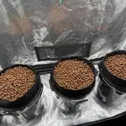 Super Skunk - Sensi Seeds - Hydro