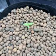 Jack Herer - Sensi Seeds