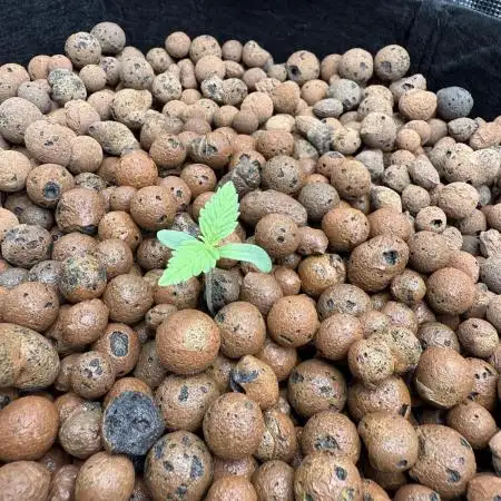 Purple Cookie Kush - Sensi Seeds