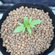 Jack Herer - Sensi Seeds