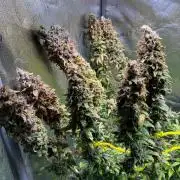 Jack Herer - Sensi Seeds