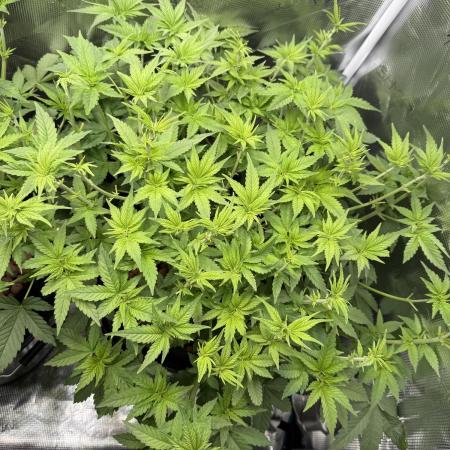 Purple Cookie Kush - Sensi Seeds