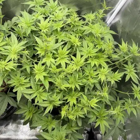 Purple Cookie Kush - Sensi Seeds