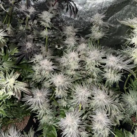 Melonade Runtz - Dutch Passion