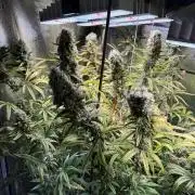 Gorilla GG4 - Ganja Farmer
