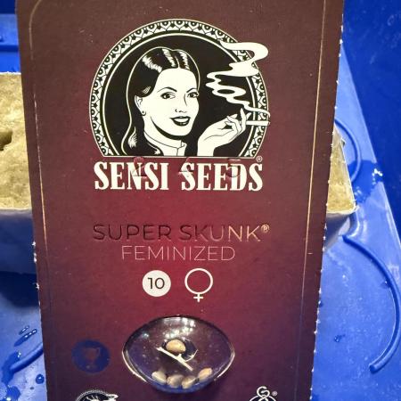 Super Skunk - Sensi Seeds - Hydro