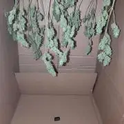 Outdoor - Amnesia XXL + Sticky Orange XXL