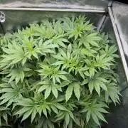 Melonade Runtz - Dutch Passion