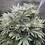 Melonade Runtz - Dutch Passion