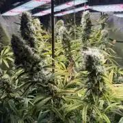 Gorilla GG4 - Ganja Farmer
