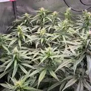 Jack Herer - Sensi Seeds