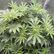 Melonade Runtz - Dutch Passion