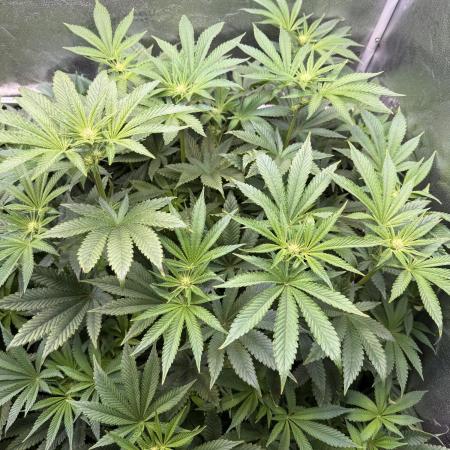 Melonade Runtz - Dutch Passion