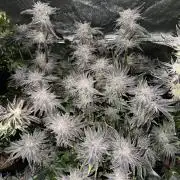 Melonade Runtz - Dutch Passion