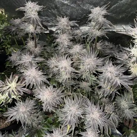 Melonade Runtz - Dutch Passion