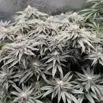 Purple Cookie Kush - Sensi Seeds