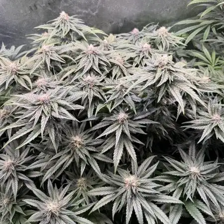 Purple Cookie Kush - Sensi Seeds